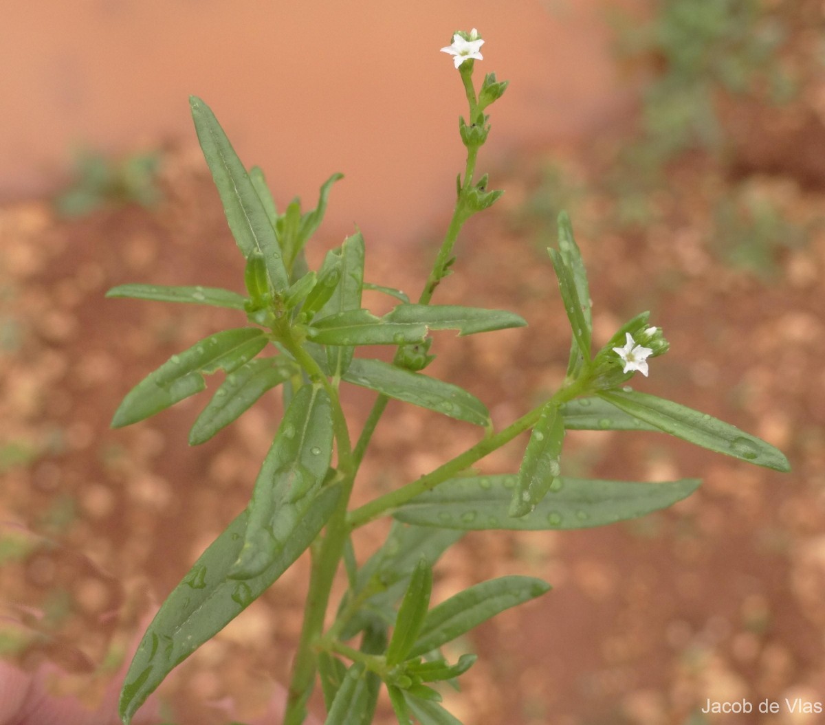 Heliotropium zeylanicum (Burm.f.) Lam.